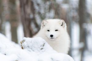 Visites hivernales au parc animalier du domaine des Grottes de Han à Rochefort